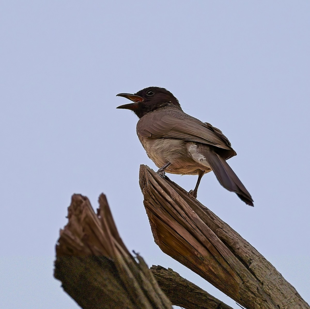 White-spectacled Bulbul - ML620787387