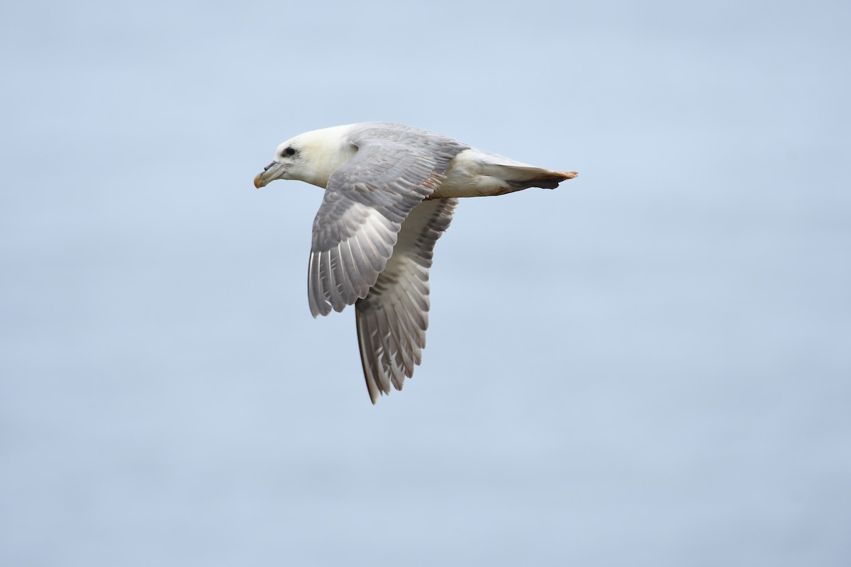 Northern Fulmar - ML620787388