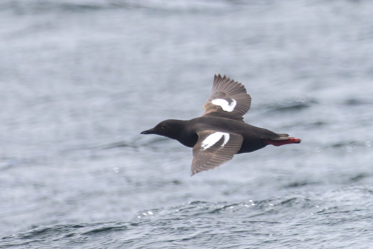 Pigeon Guillemot - ML620787390