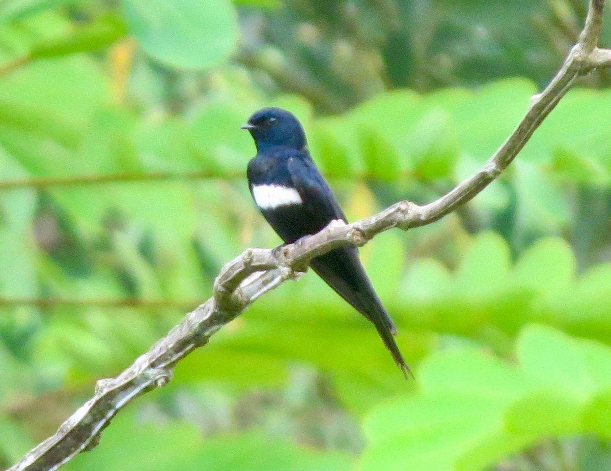 White-banded Swallow - ML620787392