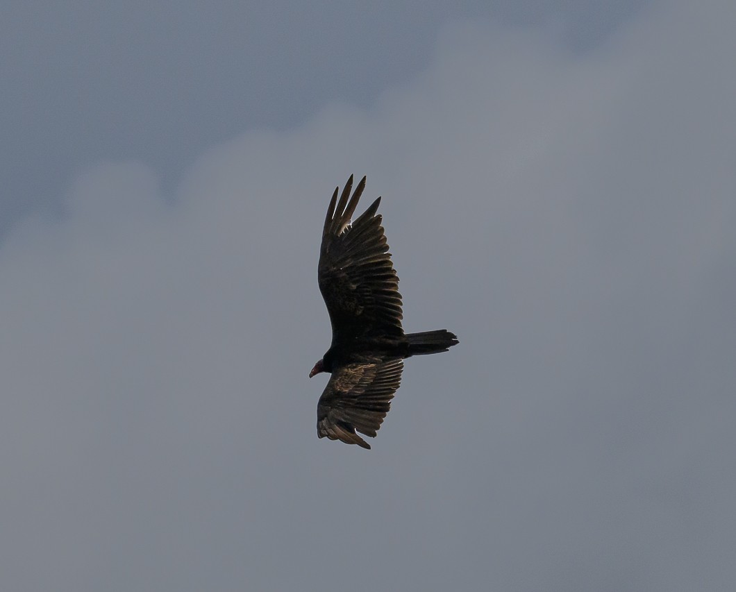 Turkey Vulture - ML620787394