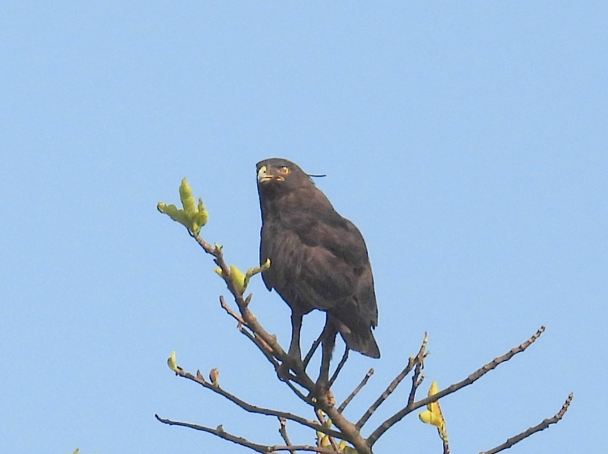 Long-crested Eagle - ML620787396