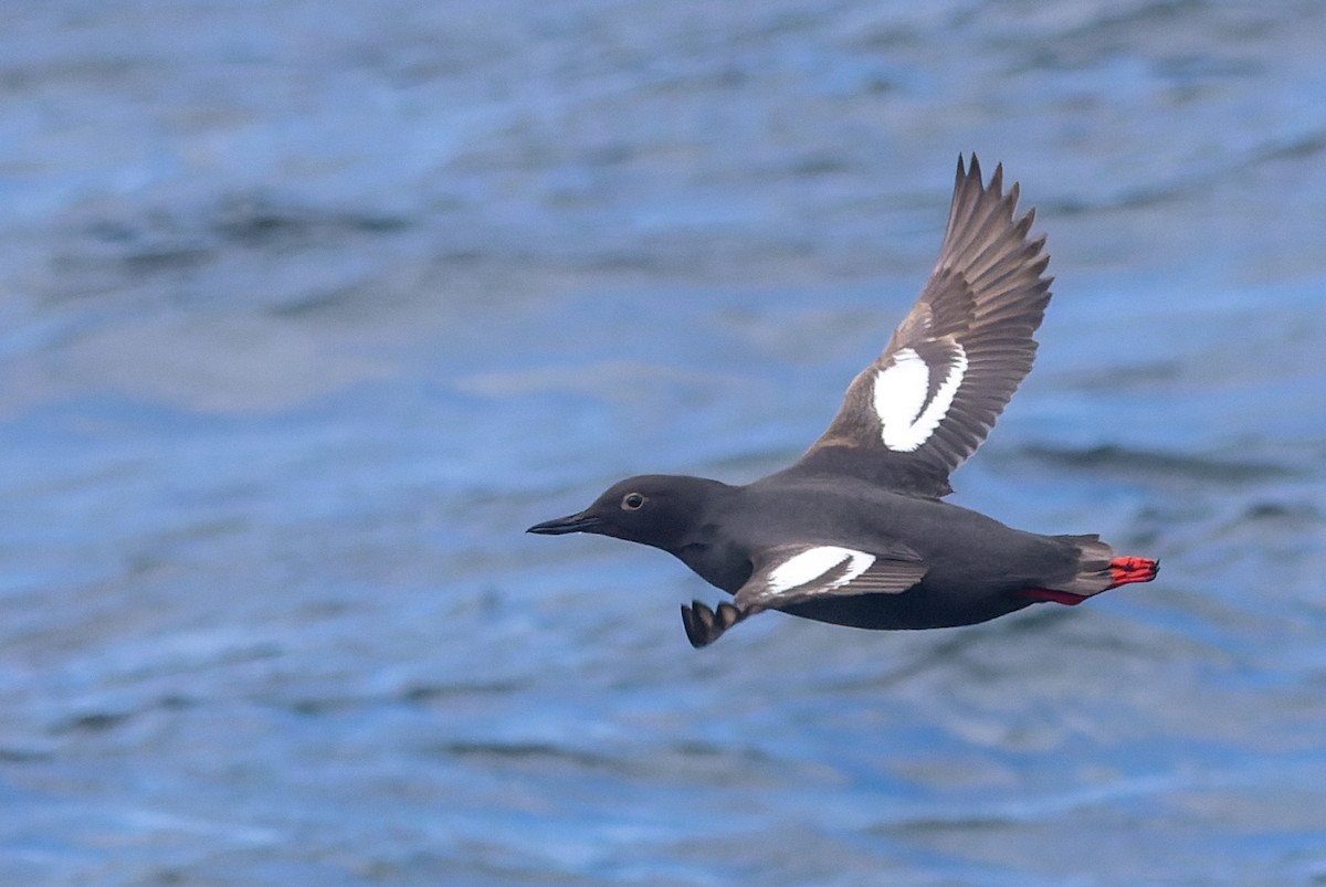 Pigeon Guillemot - ML620787406