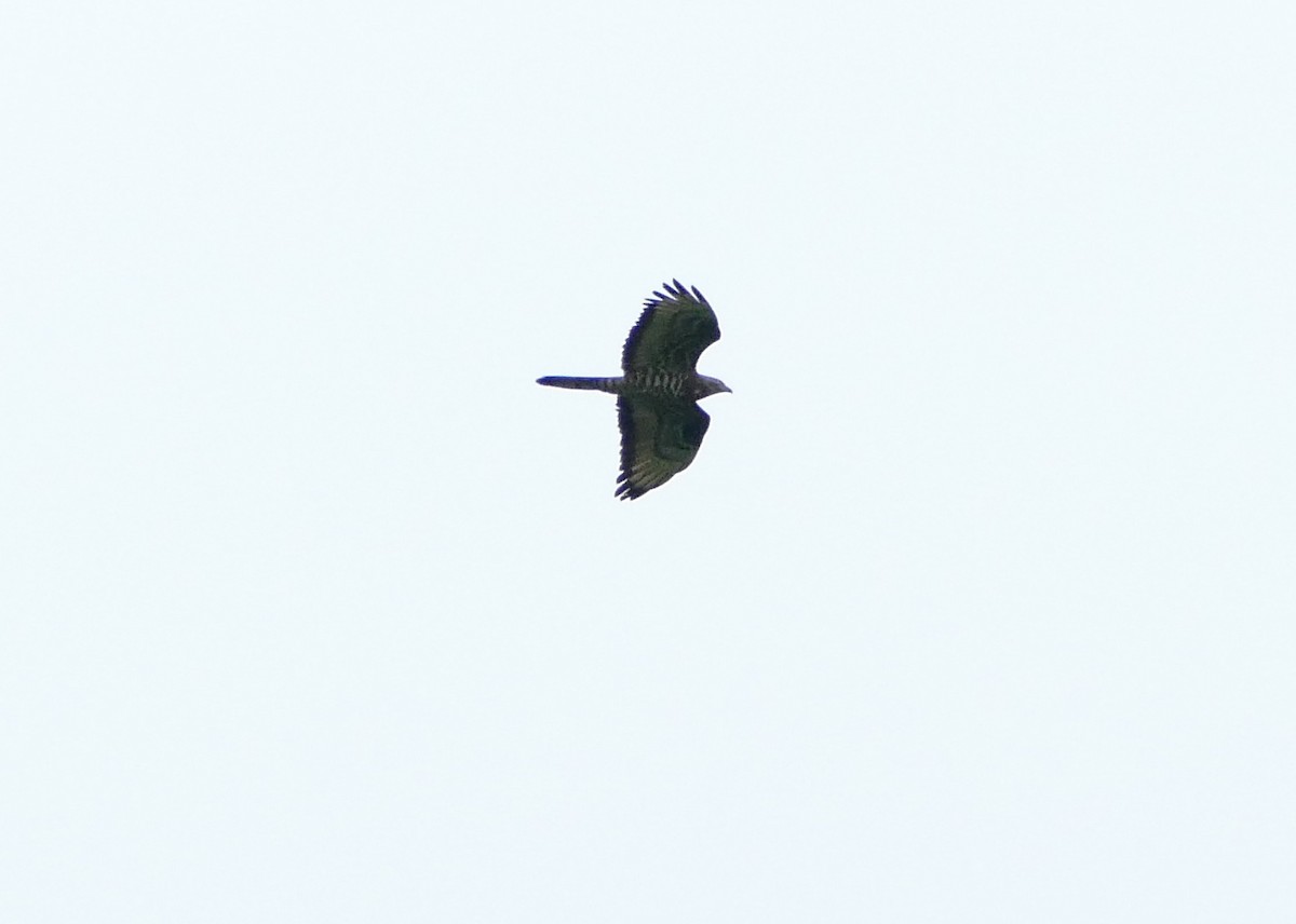 European Honey-buzzard - ML620787407