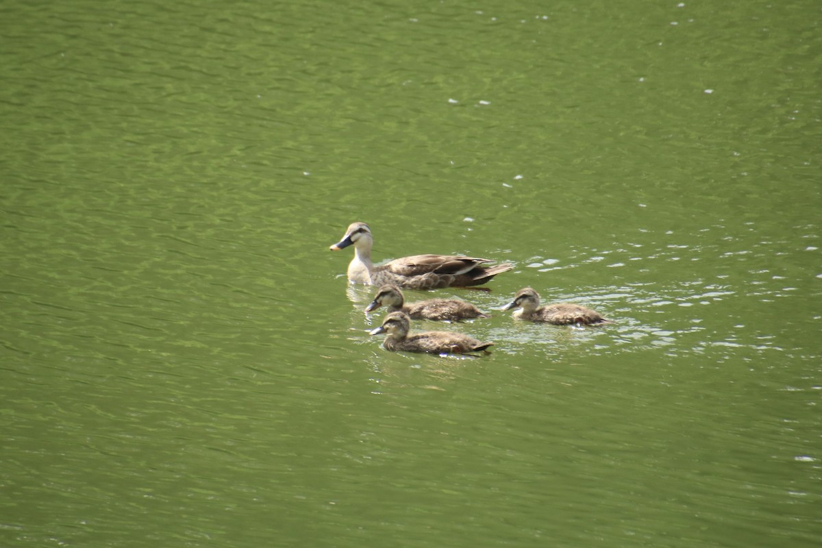 Eastern Spot-billed Duck - Yu-Xiang Huang