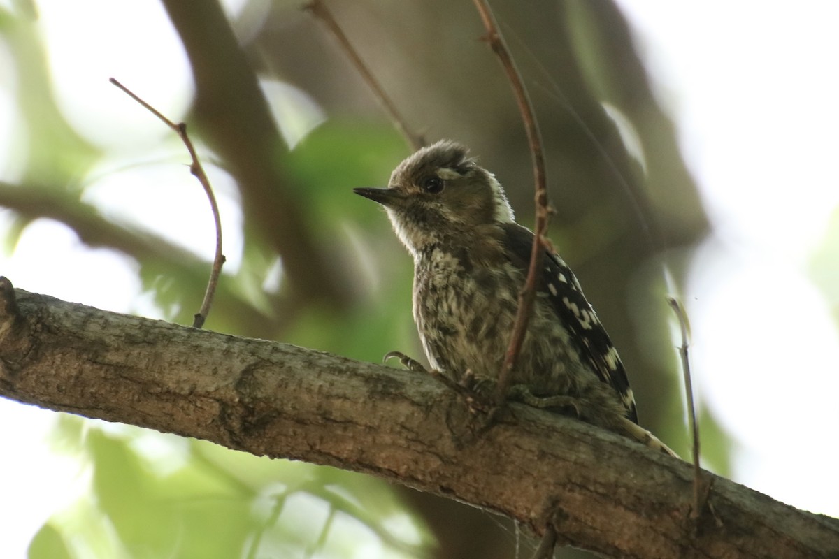 Japanese Pygmy Woodpecker - ML620787412