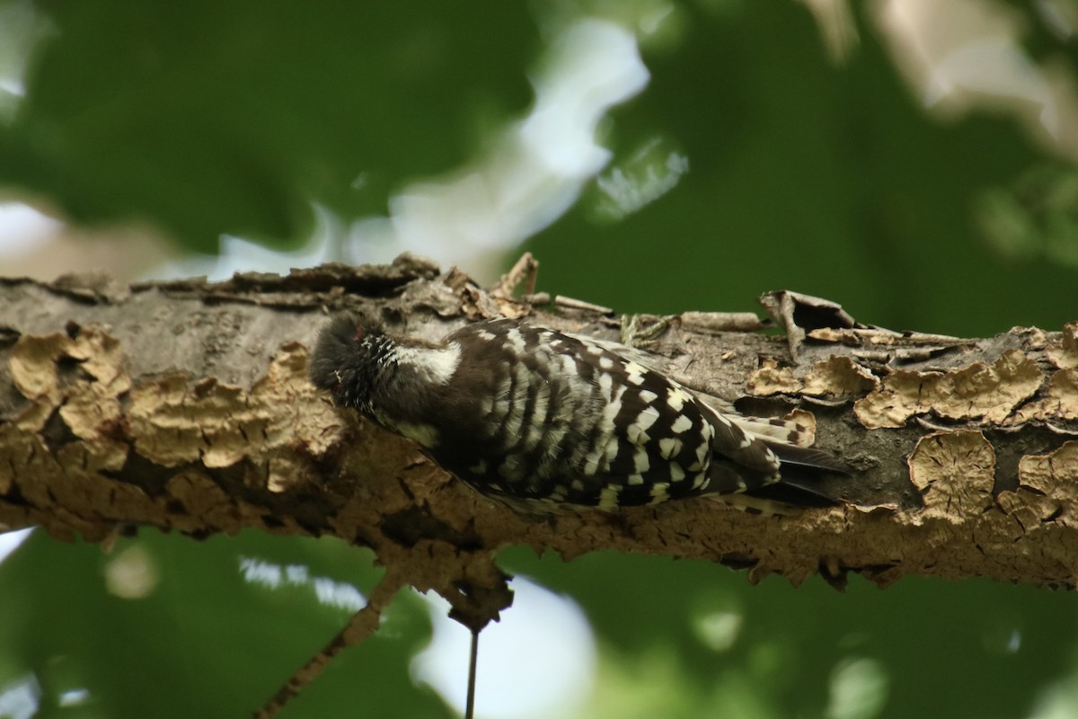 Japanese Pygmy Woodpecker - ML620787413
