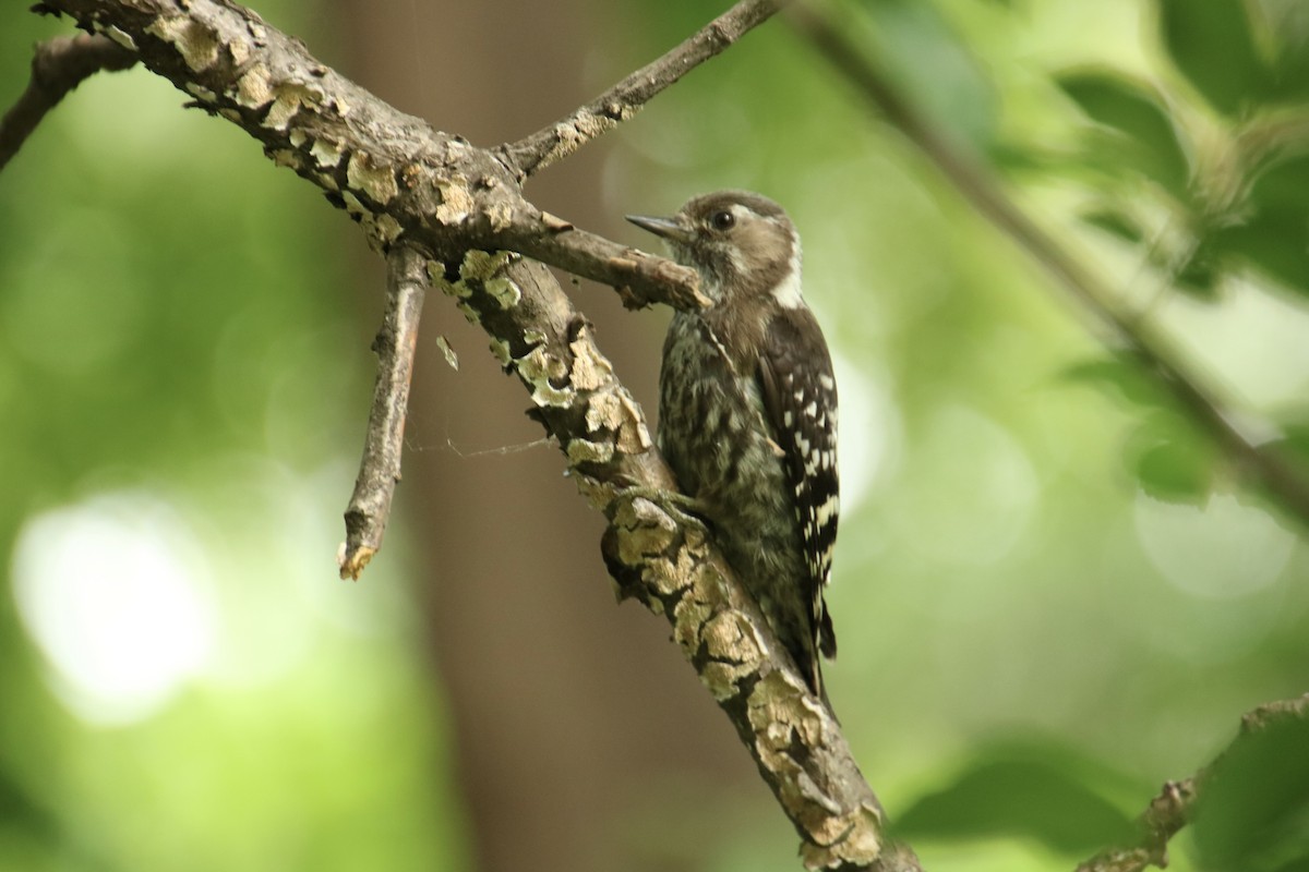Japanese Pygmy Woodpecker - ML620787414