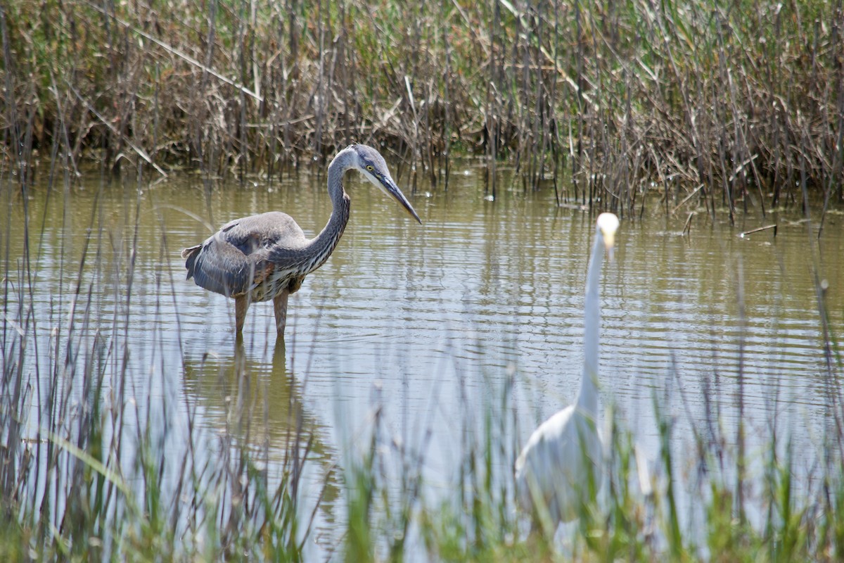 Great Blue Heron - Benjamin Antieau