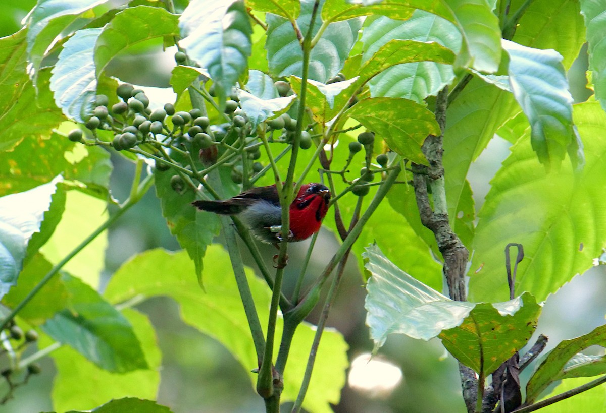 Crimson Sunbird - Shaun Chang