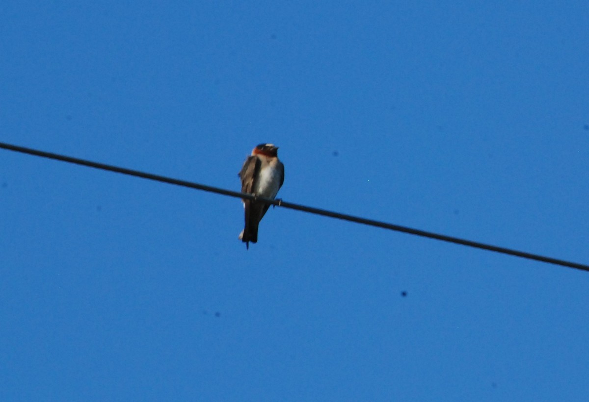 Cliff Swallow - ML620787426