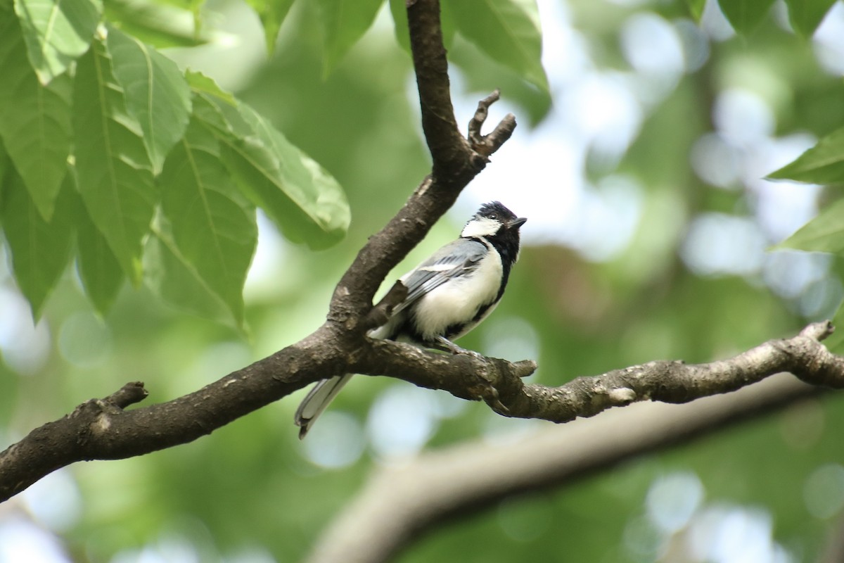 Asian Tit - Yu-Xiang Huang