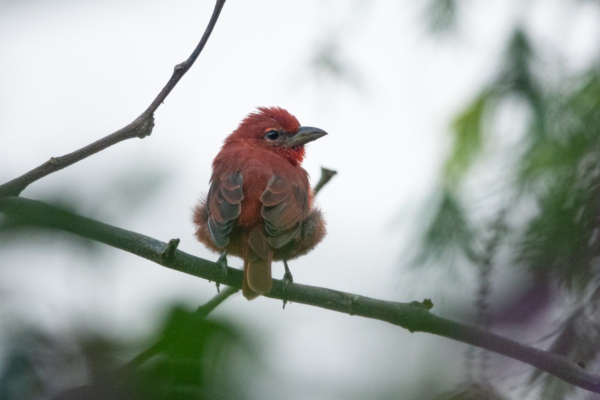 Hepatic Tanager - ML620787429