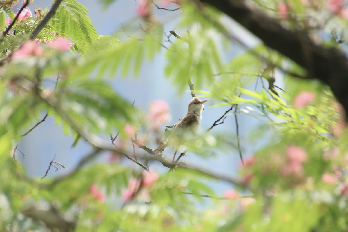 Oriental Reed Warbler - Yu-Xiang Huang