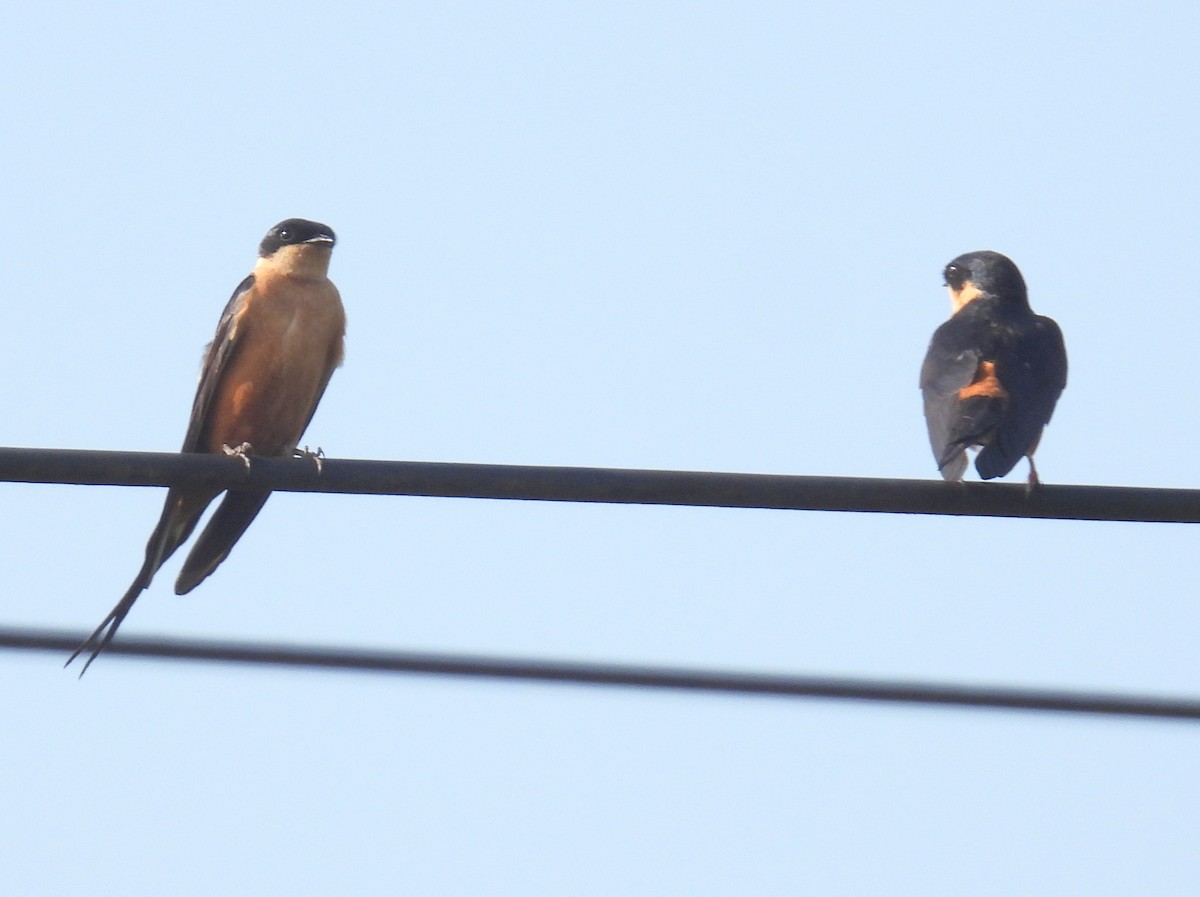 Rufous-chested Swallow - ML620787434