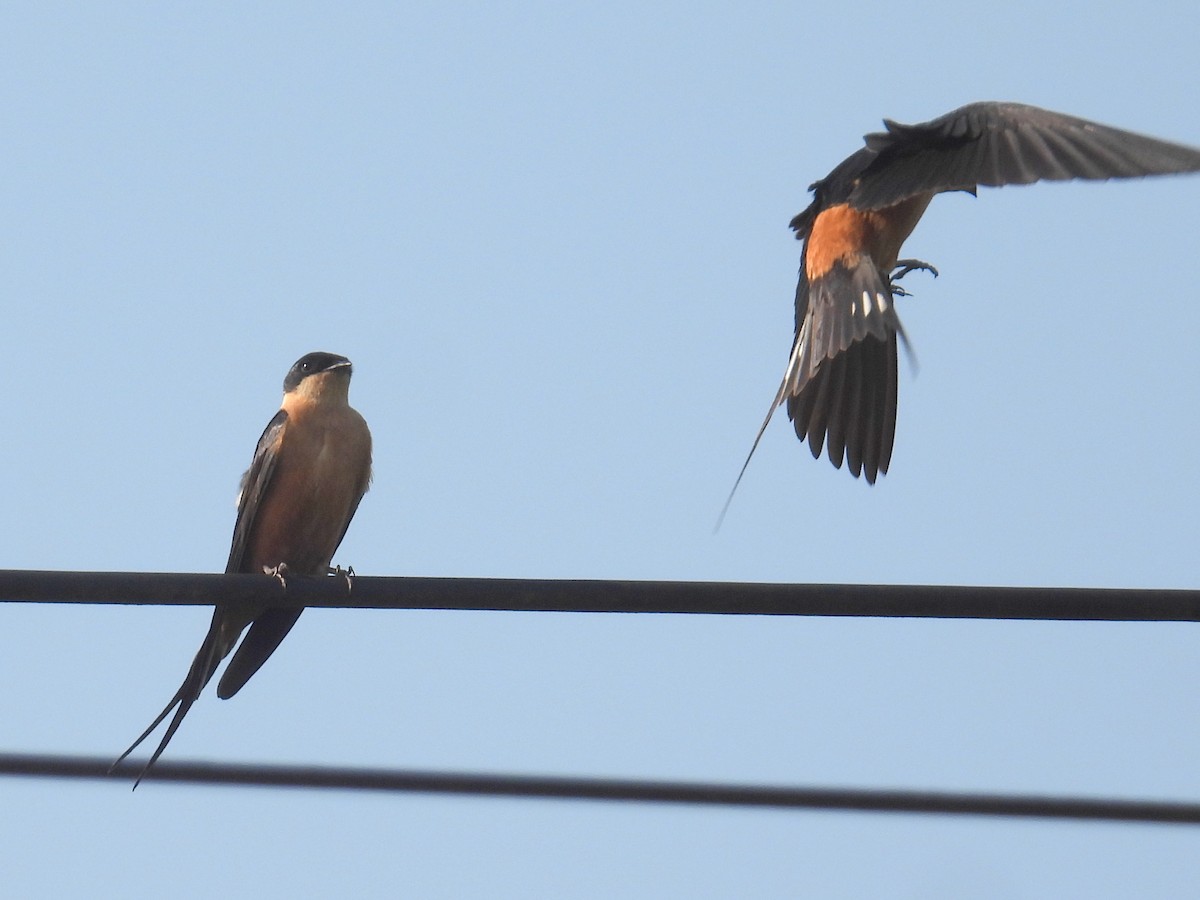 Rufous-chested Swallow - ML620787435