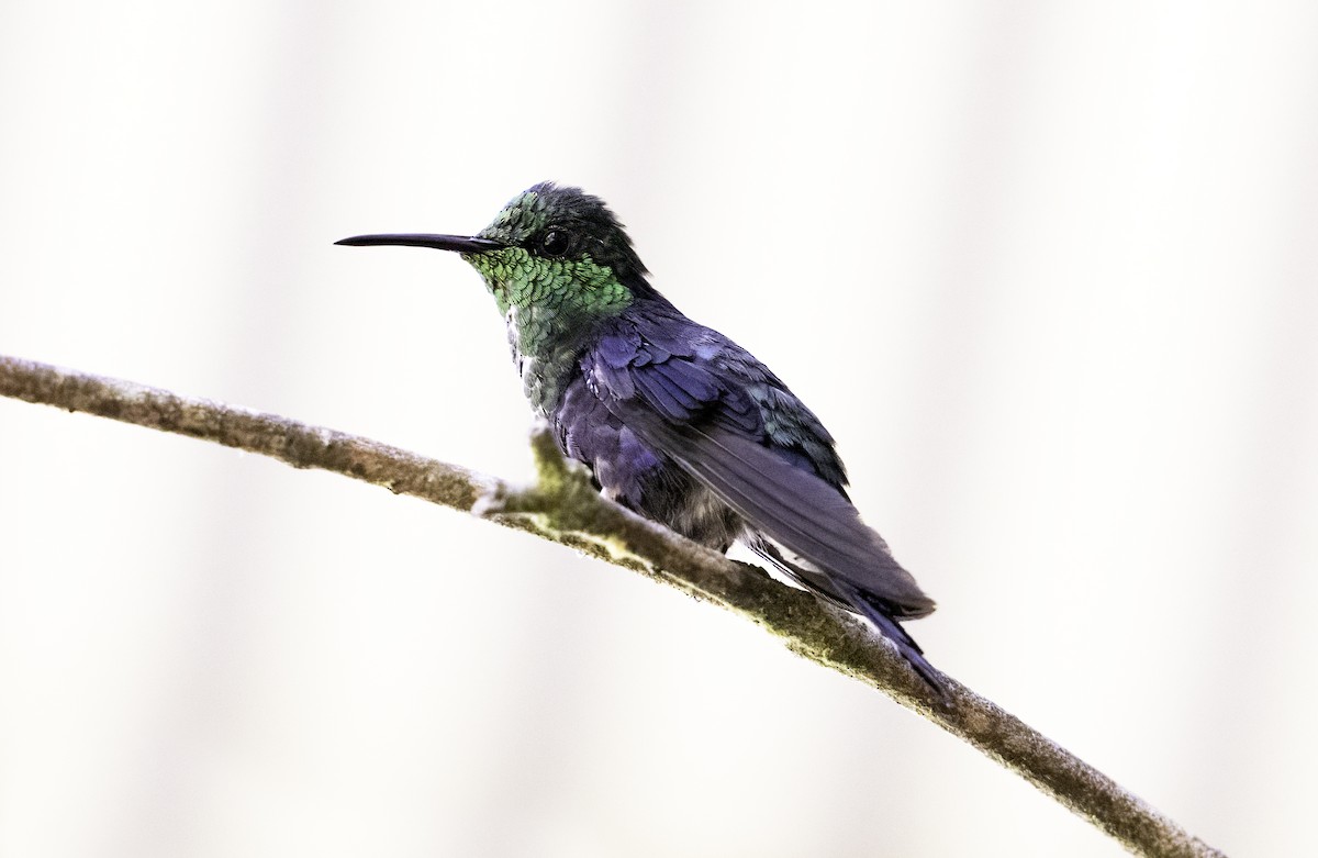 White-necked Jacobin - ML620787437