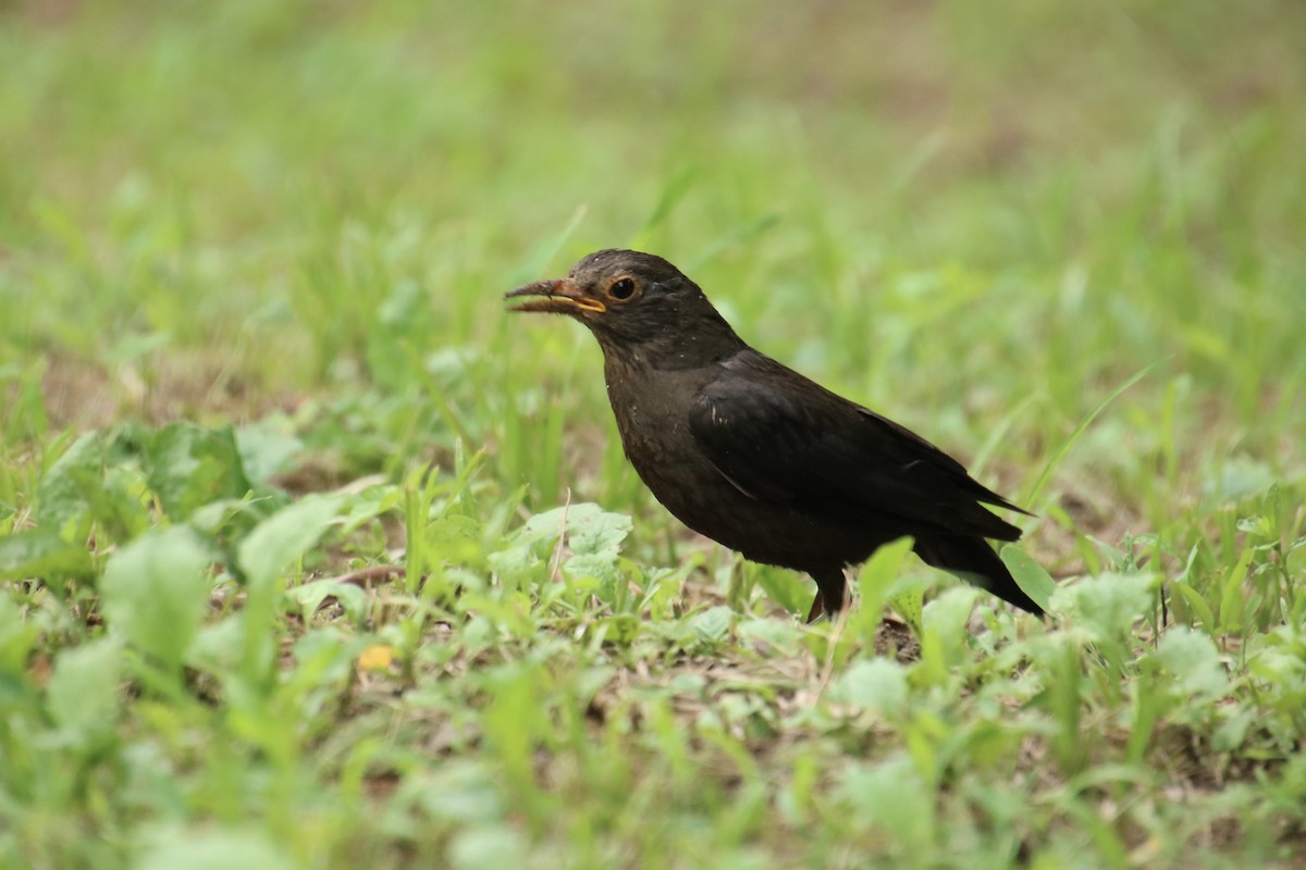 Chinese Blackbird - Yu-Xiang Huang