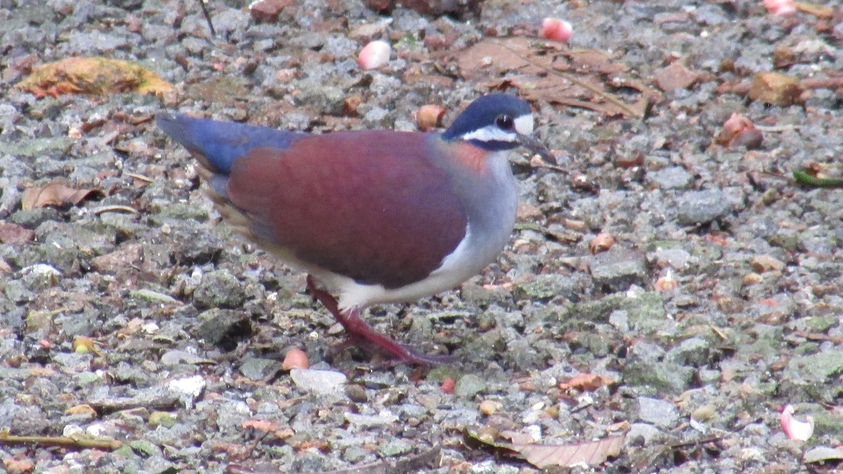 Purple Quail-Dove - ML620787441