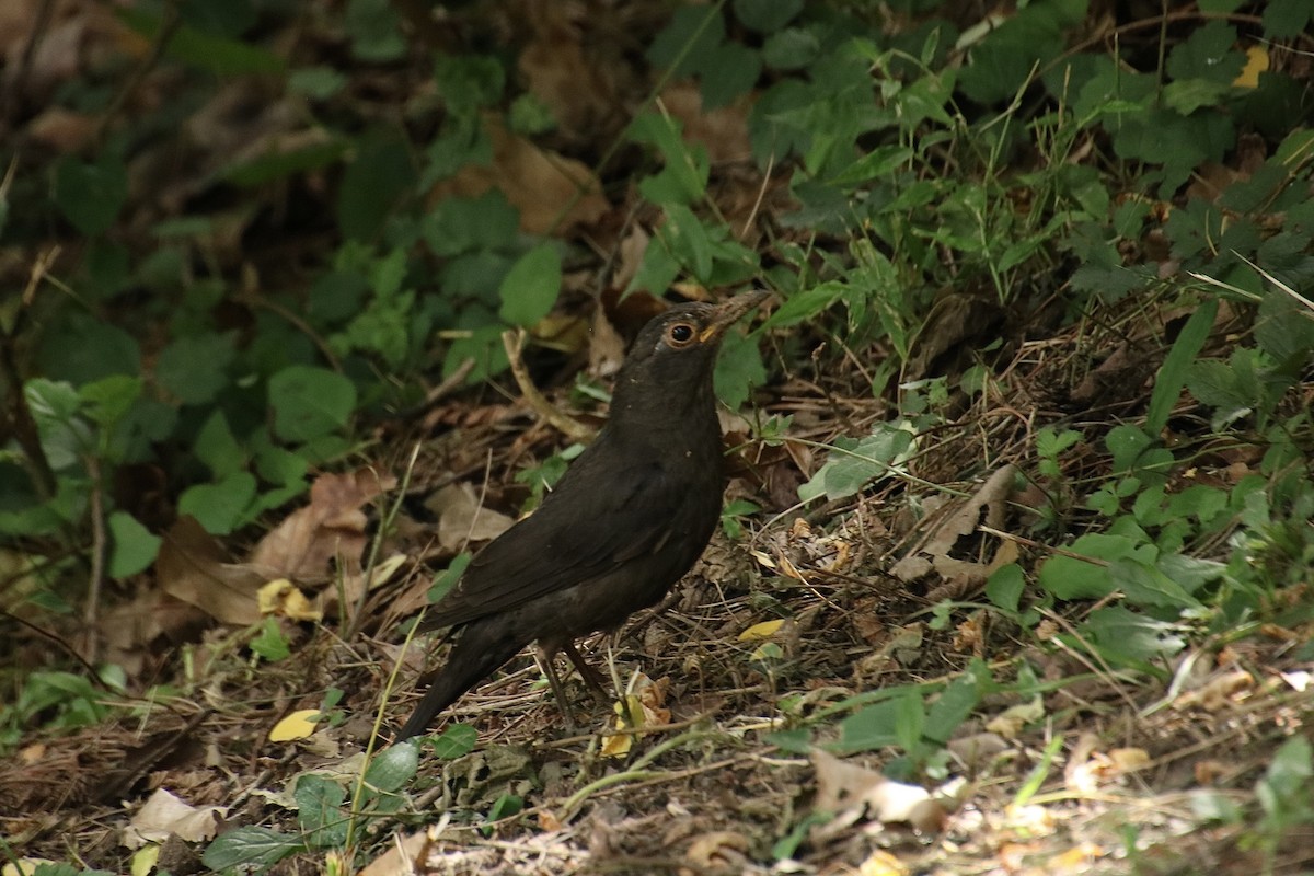 Chinese Blackbird - Yu-Xiang Huang