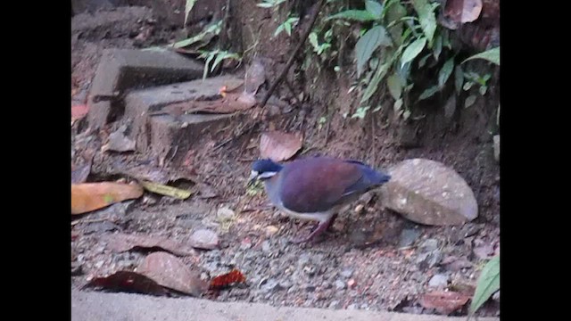 Purple Quail-Dove - ML620787443