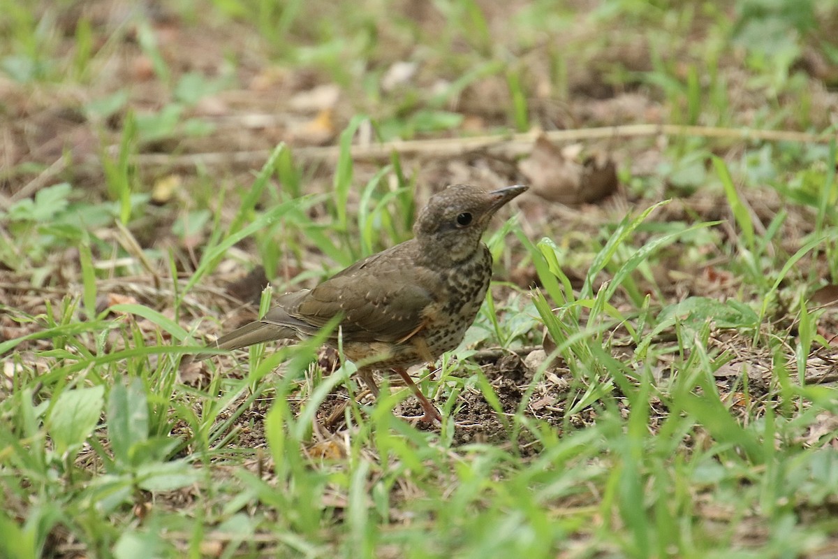 Gray-backed Thrush - Yu-Xiang Huang