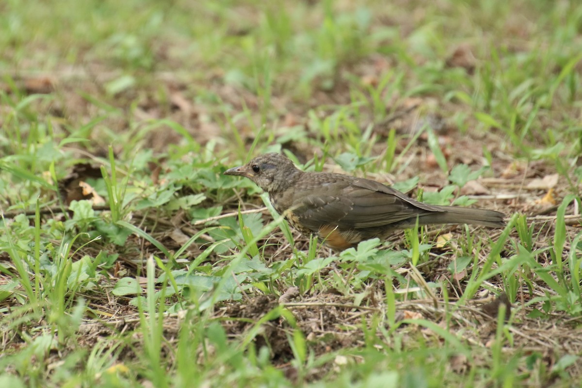 Gray-backed Thrush - Yu-Xiang Huang