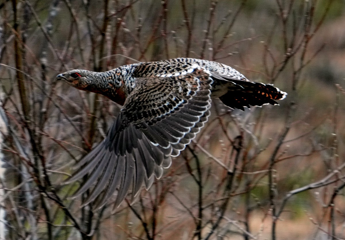 Western Capercaillie - Phil Davis