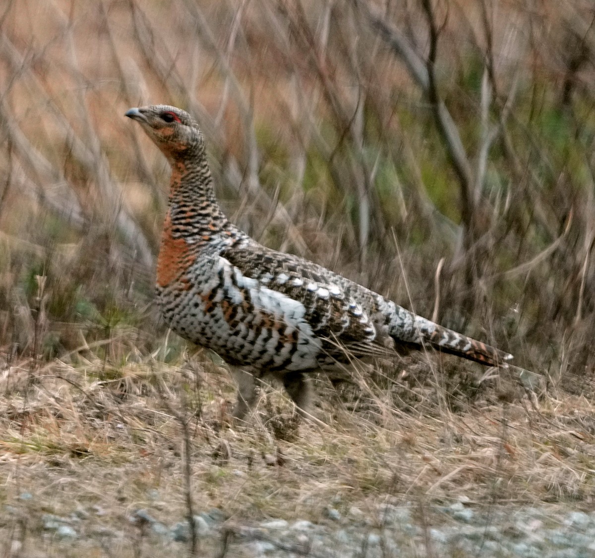 Western Capercaillie - ML620787447