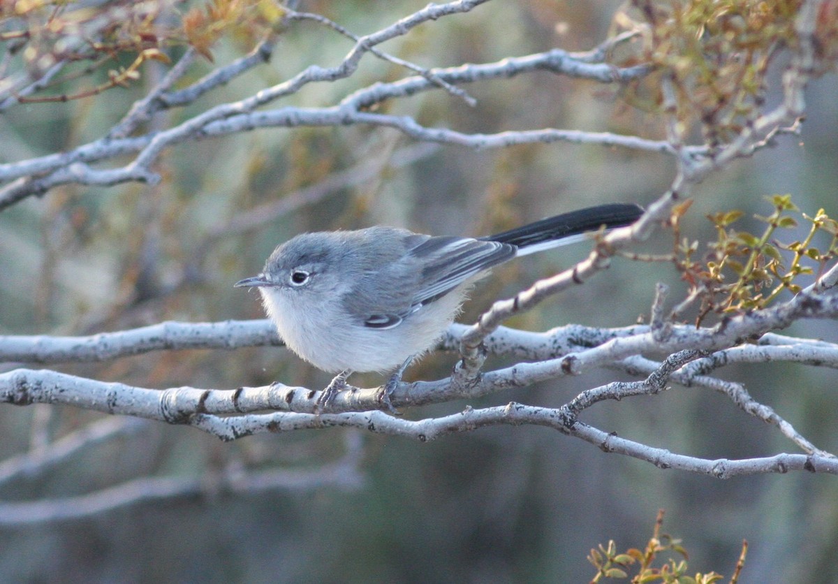 Black-tailed Gnatcatcher - ML620787449