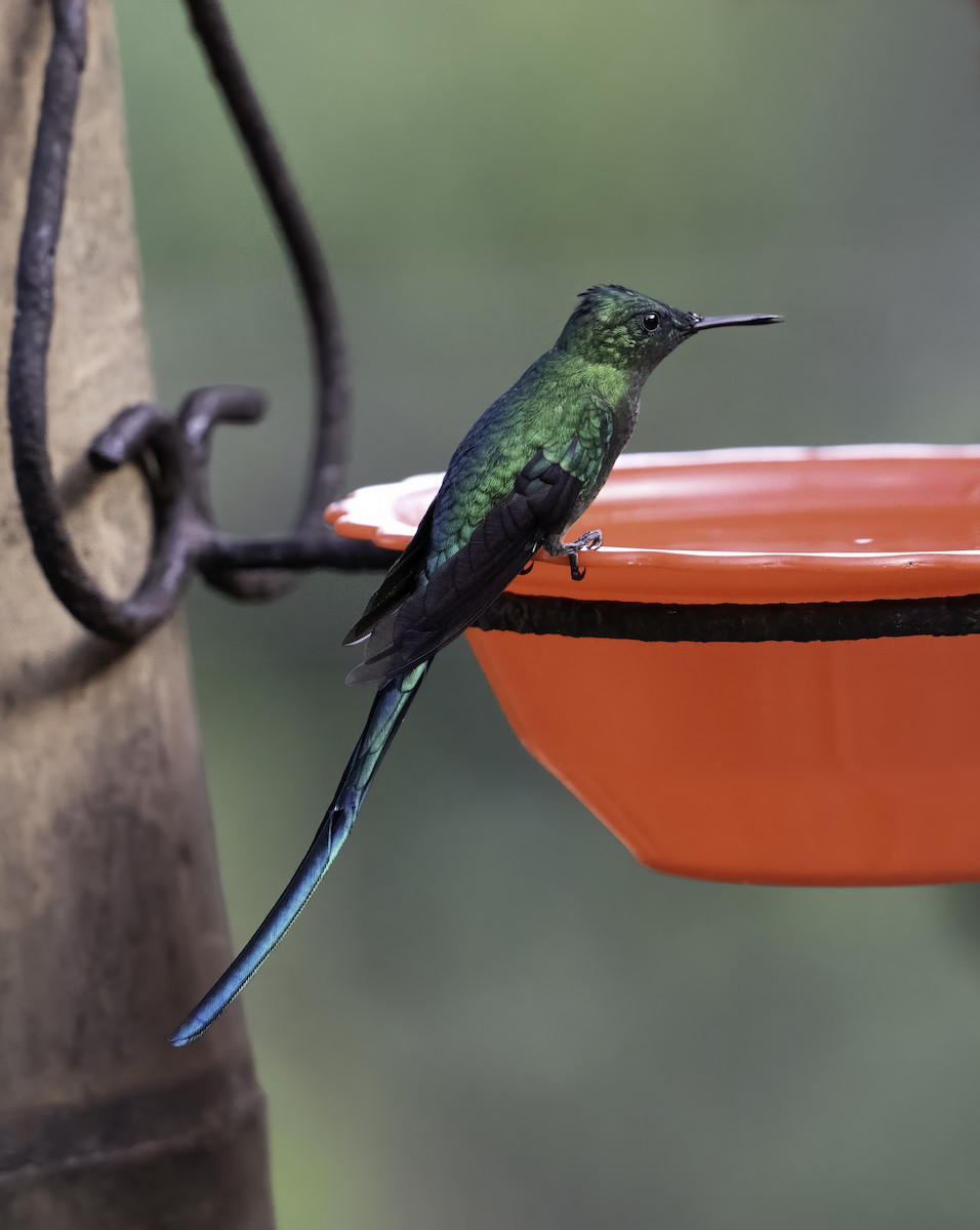 Long-tailed Sylph - ML620787454