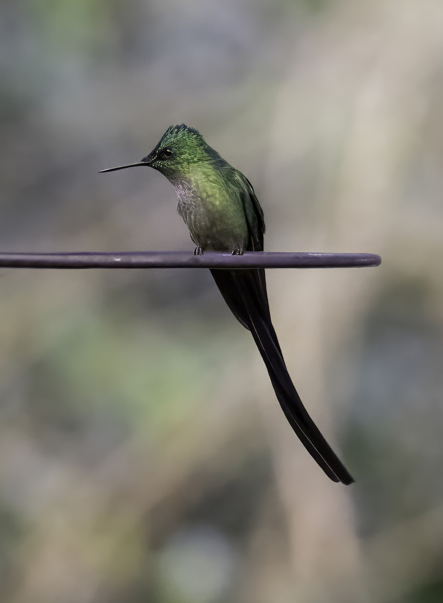 Long-tailed Sylph - Leo Wiznitzer