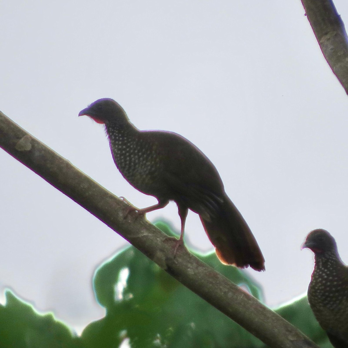 Speckled Chachalaca - ML620787458