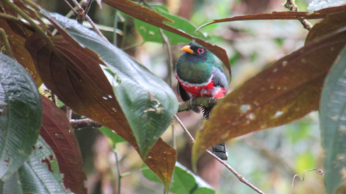 Collared Trogon - ML620787459