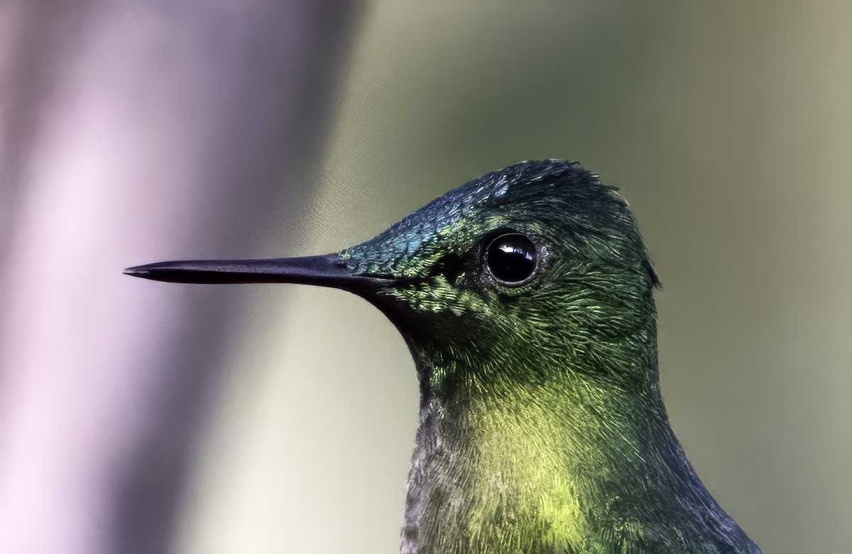 Long-tailed Sylph - ML620787460