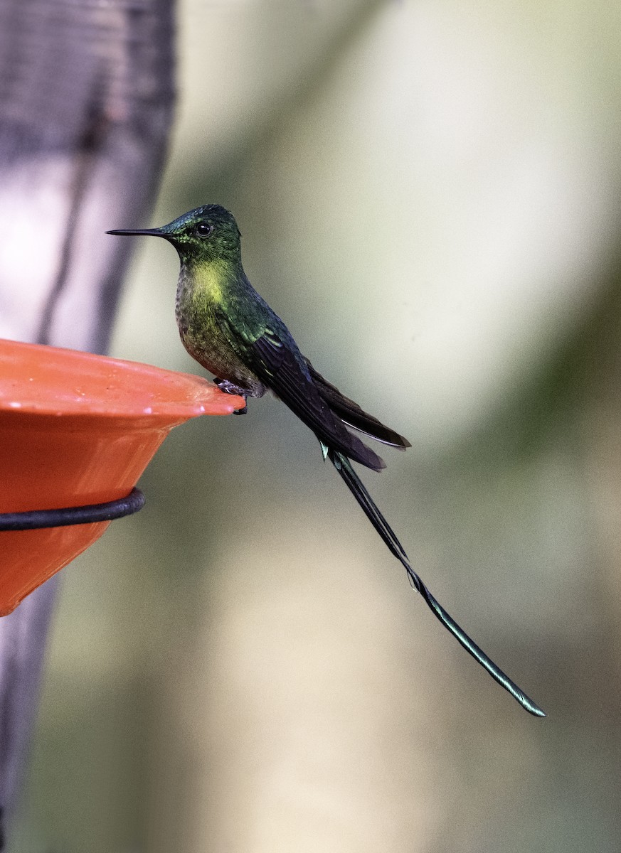 Long-tailed Sylph - Leo Wiznitzer