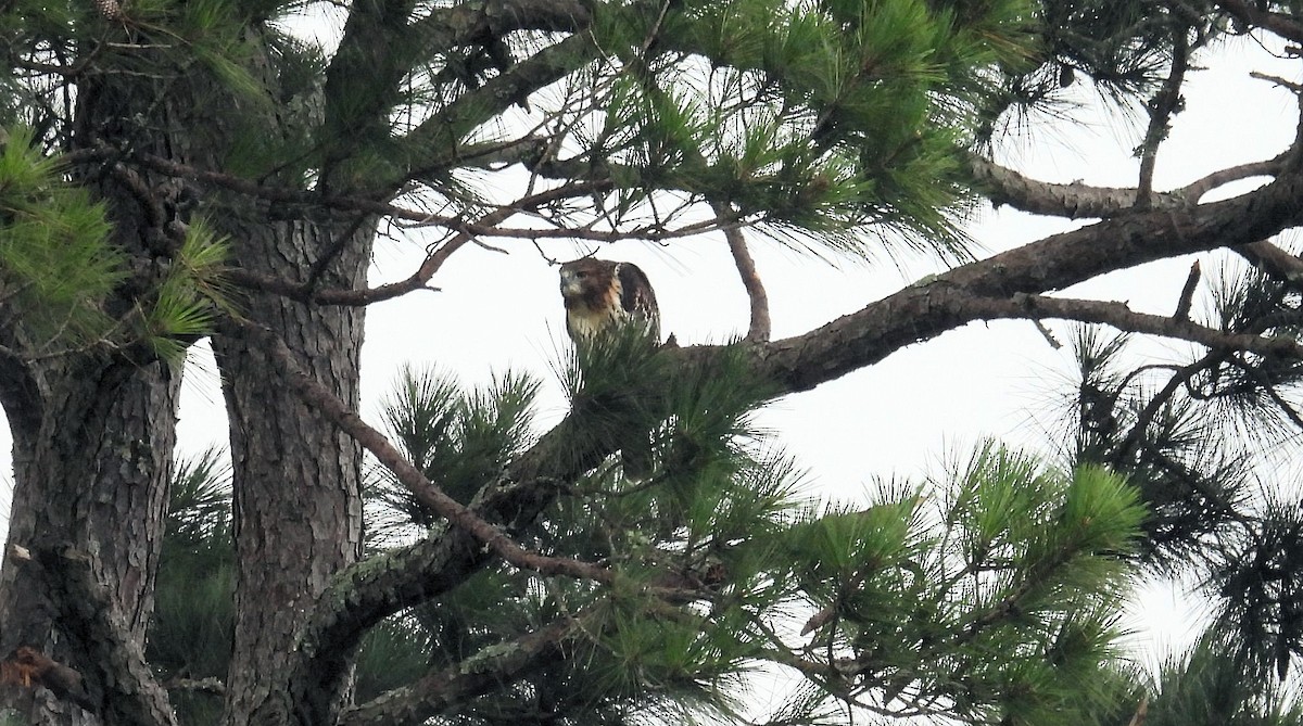 Red-tailed Hawk - ML620787466