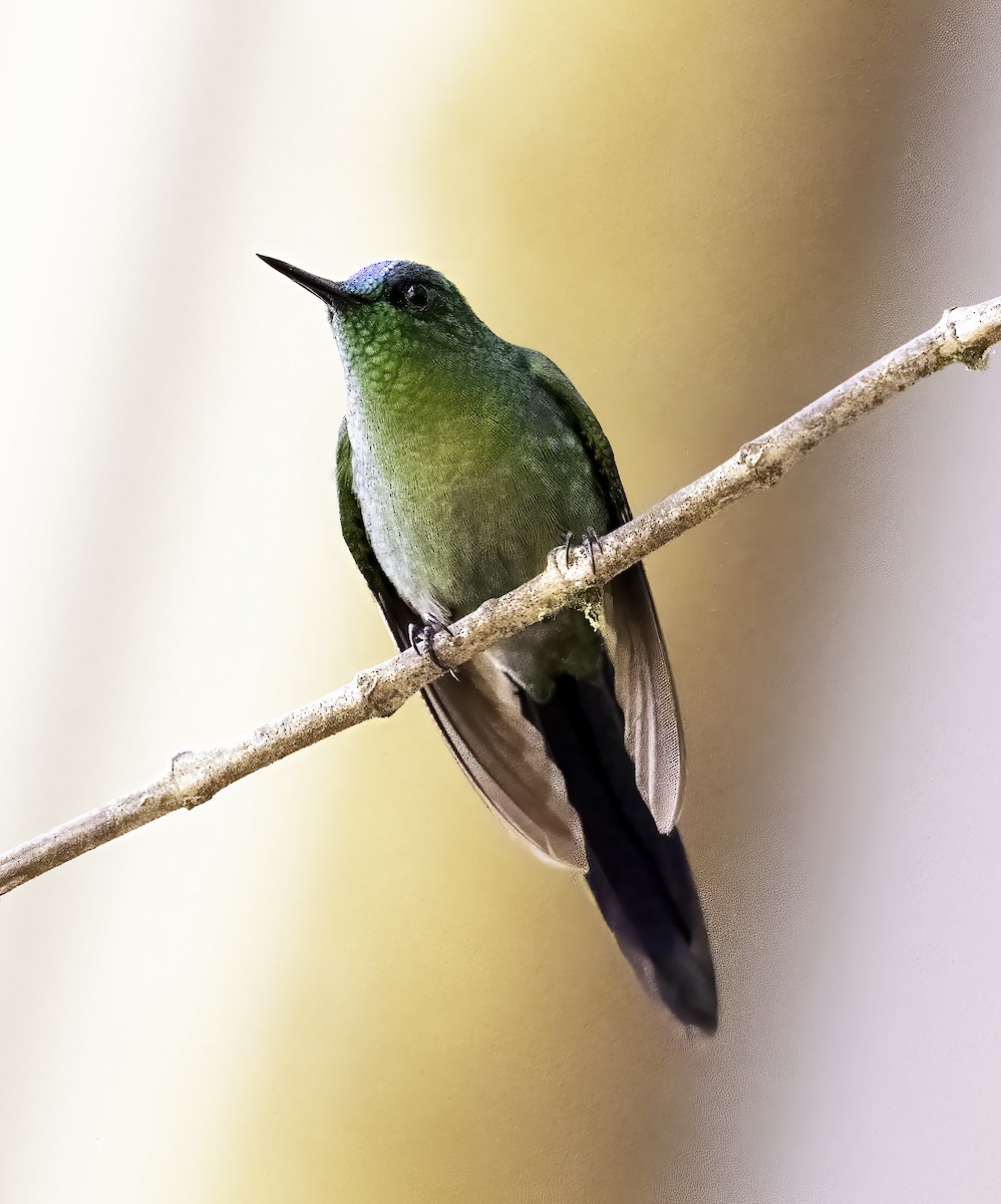 Long-tailed Sylph - Leo Wiznitzer