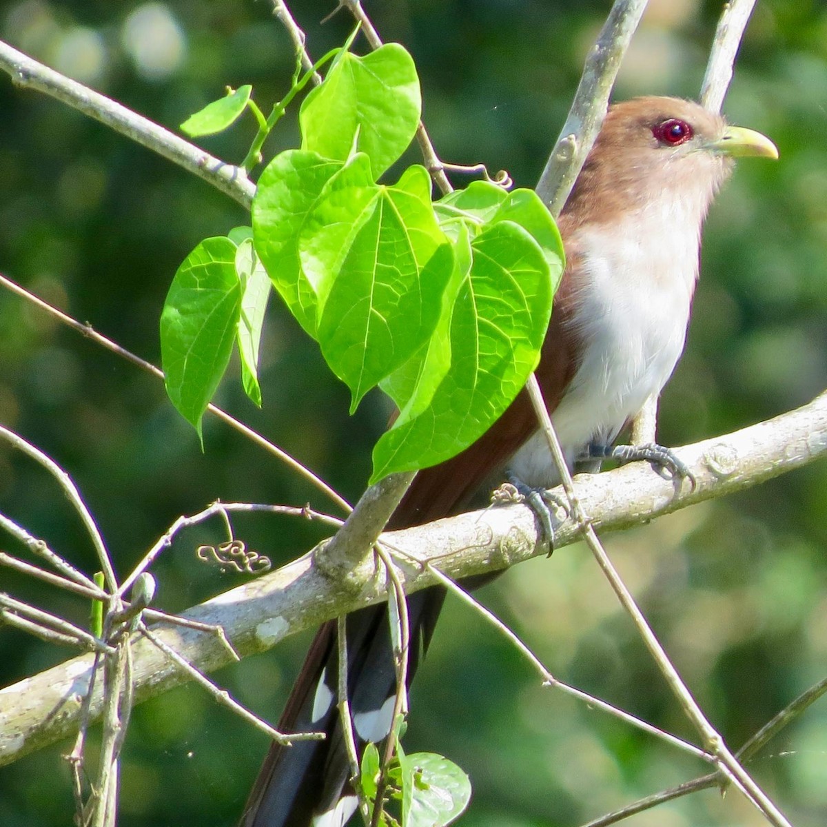 Squirrel Cuckoo - ML620787471