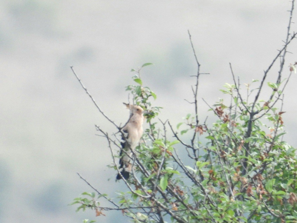 Eurasian Hoopoe - ML620787473