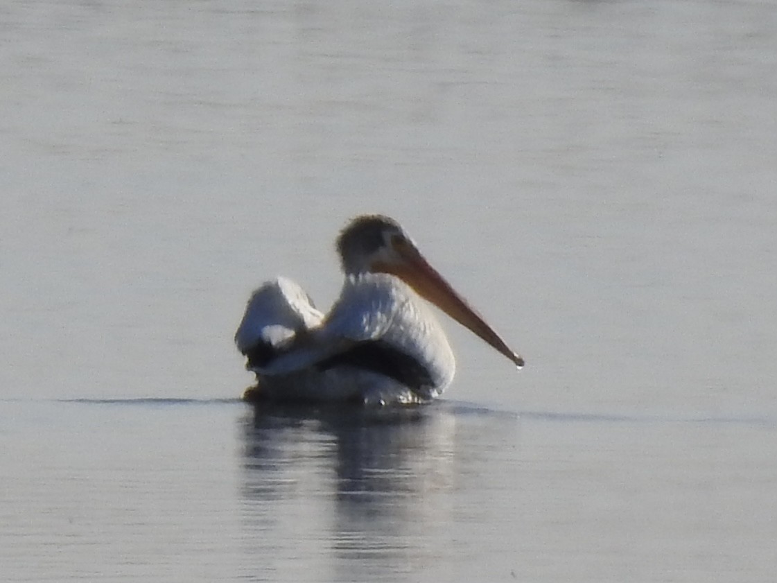 American White Pelican - ML620787474