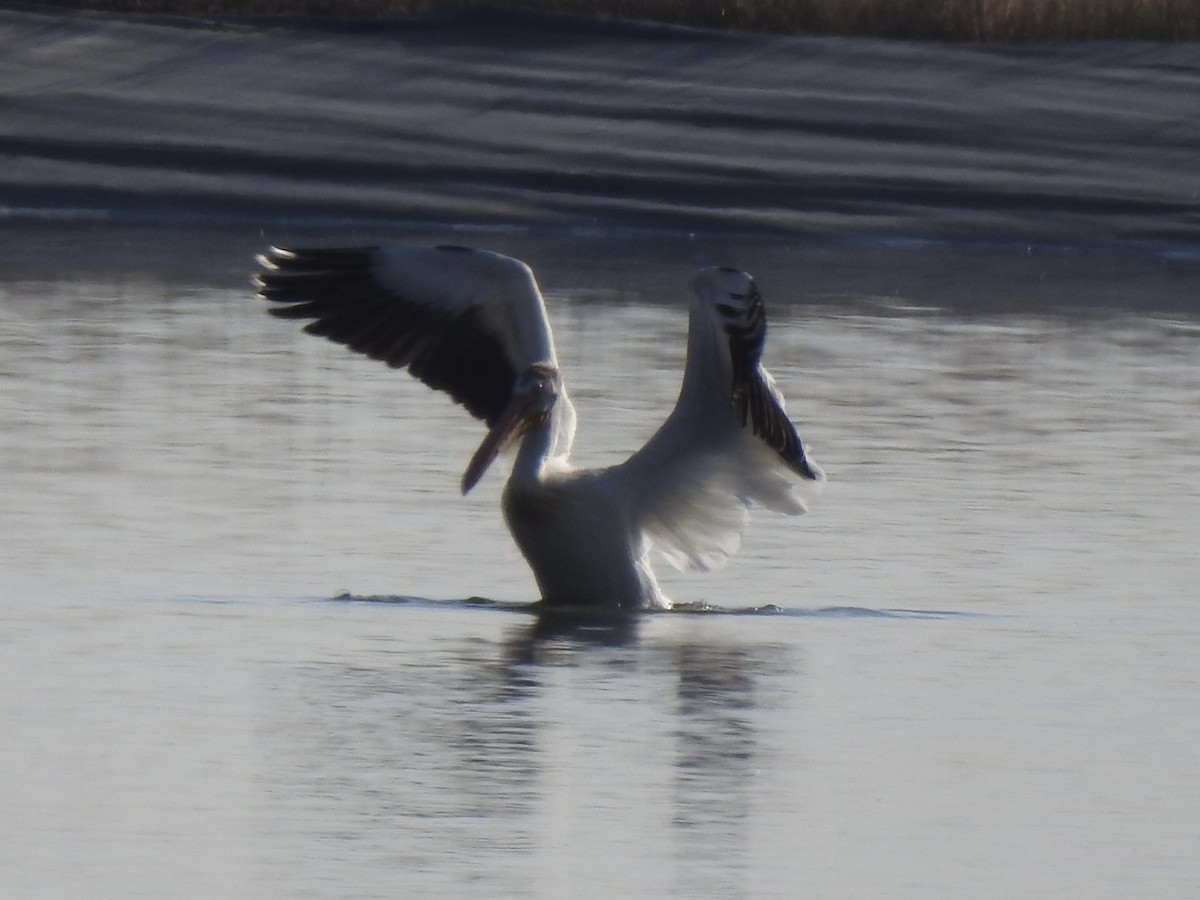 American White Pelican - ML620787475