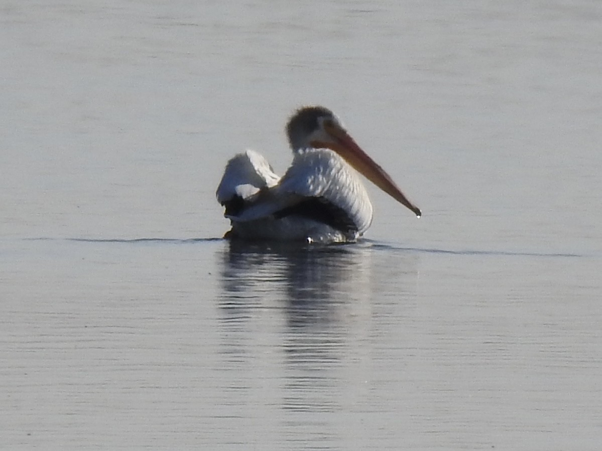 American White Pelican - ML620787476