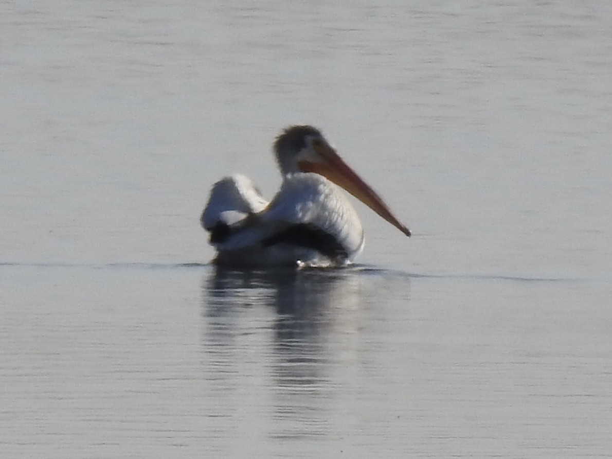 American White Pelican - ML620787477