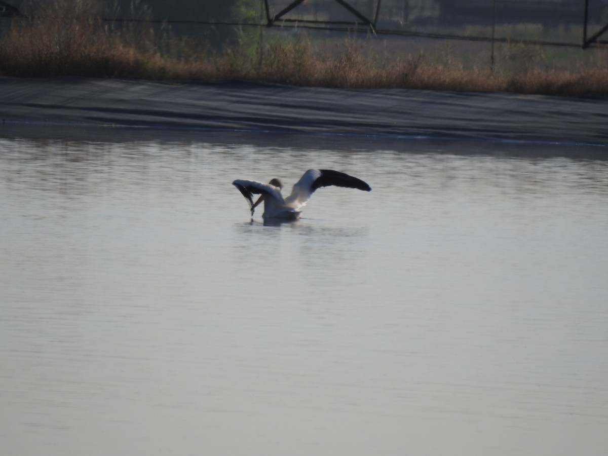 American White Pelican - Terry Crowe