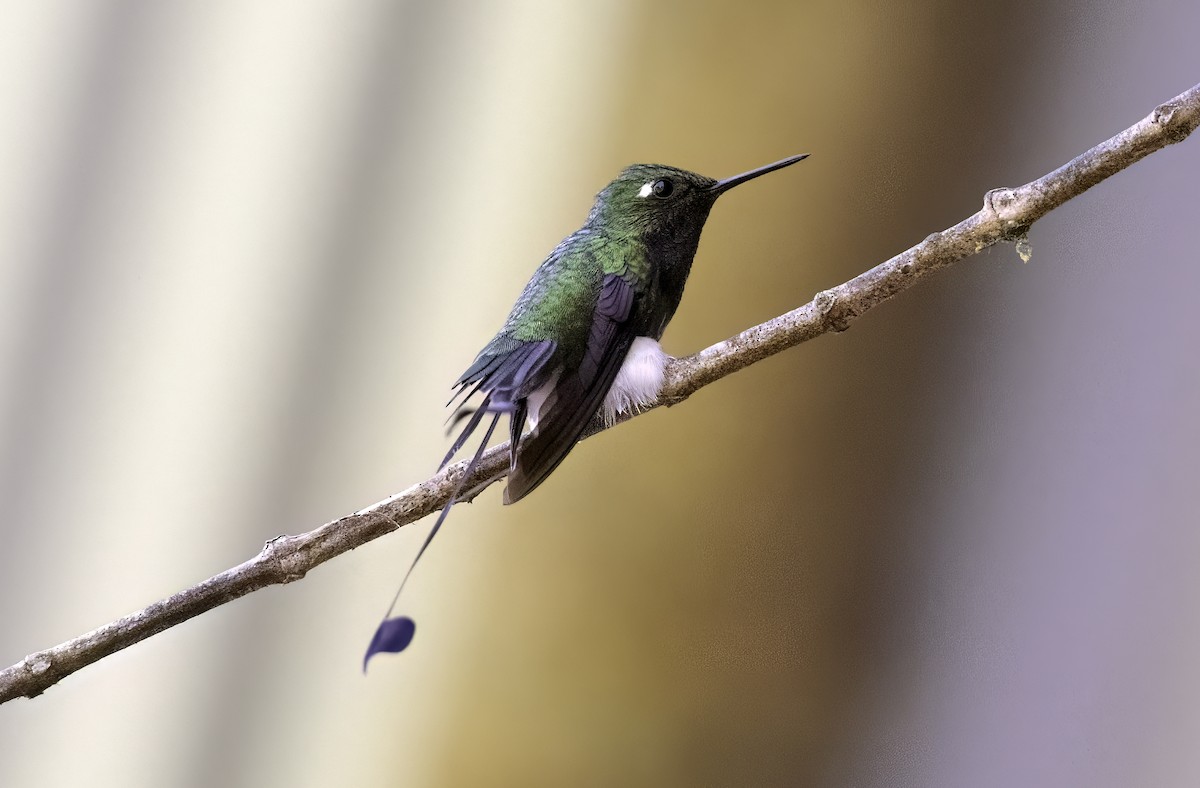 Colibrí de Raquetas Faldiblanco - ML620787480