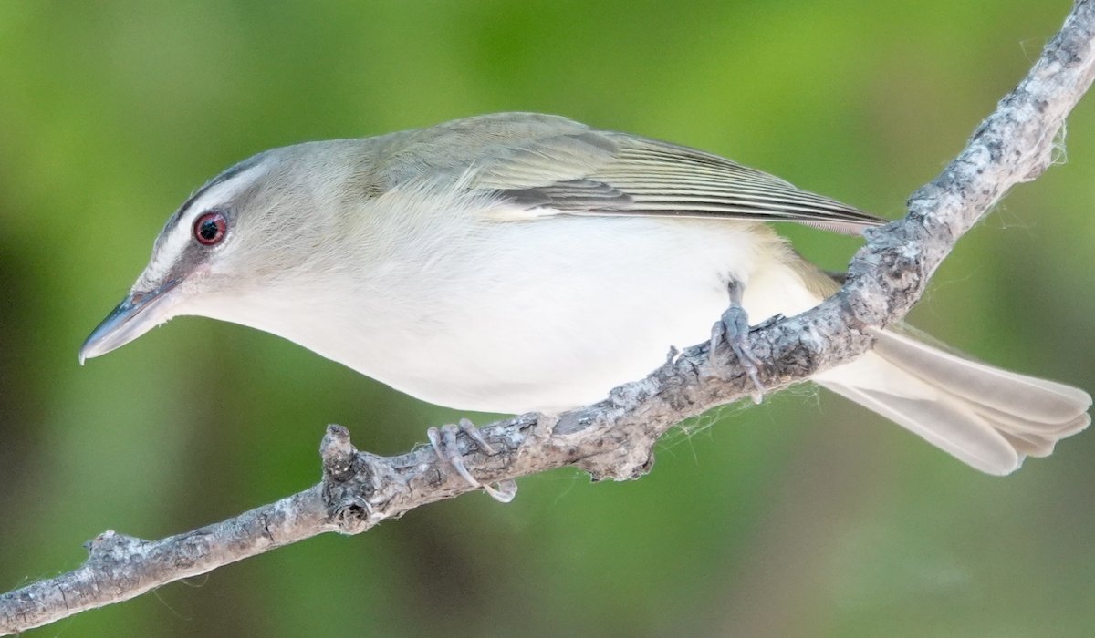 Vireo Ojirrojo - ML620787482