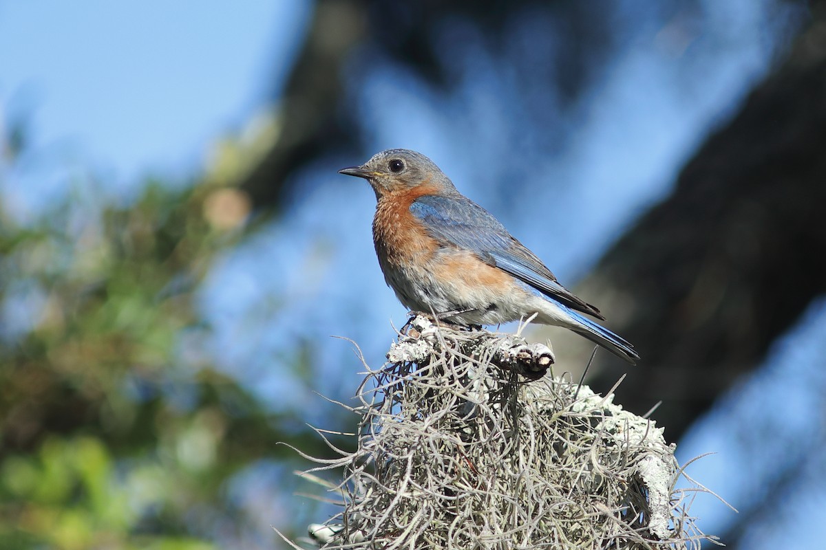 Eastern Bluebird - ML620787483