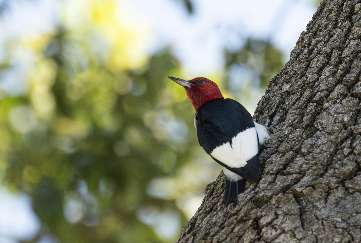 Red-headed Woodpecker - ML620787485