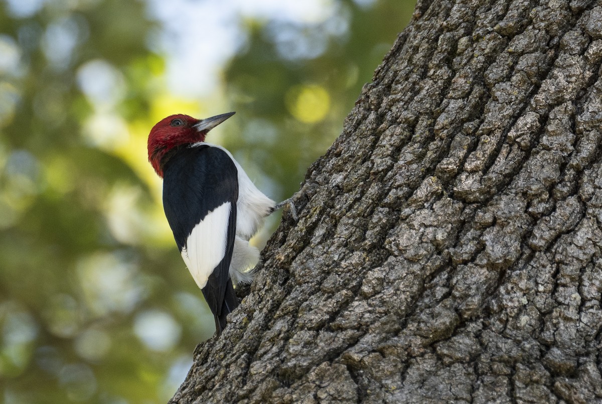 Red-headed Woodpecker - ML620787486